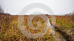 Watery grass to nowhere - thick fog on the Ottawa River.