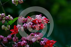 Watery green, pink, white, flowers