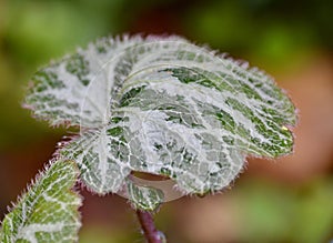 Watery leaf