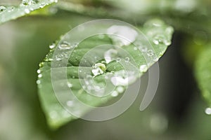 Watery Leaf droplets