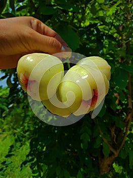 Watery Rose Apple