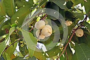 Watery rose apple, water apple or bell fruits on tree