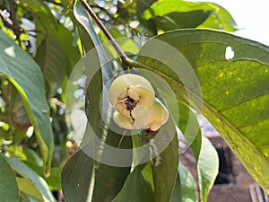 Watery rose apple, water apple or bell fruits on tree
