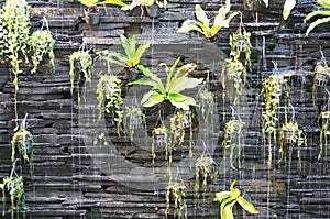 Watery vertical garden