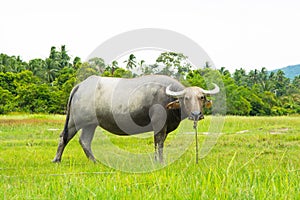 The watet buffalo