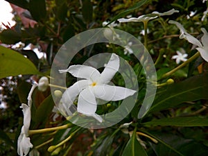 Wathusudda Flowers white colour and green leaves, Tabernaemontana divaricata,