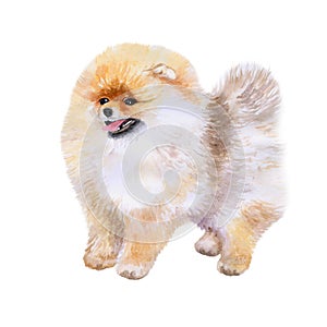 Watrcolor portrait of Pomeranian spitz dog photo