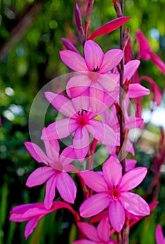 Watsonia Borbonica (pink)