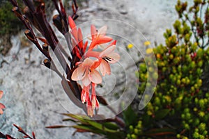 Watsonia tabularis on Table Mountain