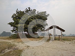 A watt tree and hut on the riverbank