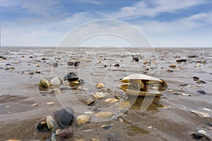Wattenmeer at low tide, mussels photo