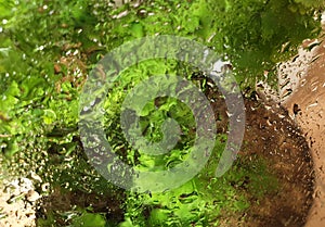 Watter drops on glass with blur green leave background