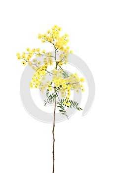 Wattle