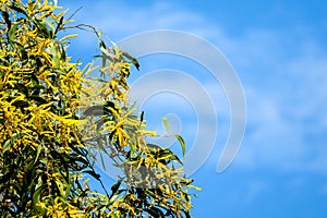 Wattle or Acacia auriculiformis little bouquet flower full blooming in the garden and blue sky