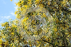 Wattle or Acacia auriculiformis little bouquet flower full blooming in the garden