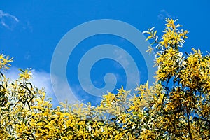 Wattle or Acacia auriculiformis little bouquet flower full blooming in the garden