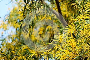 Wattle or Acacia auriculiformis little bouquet flower full blooming in spring season