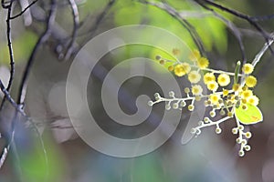 Wattle bloom with soft focus background