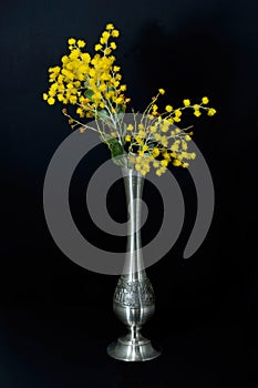 Wattle blossoms in a pewter vase on black