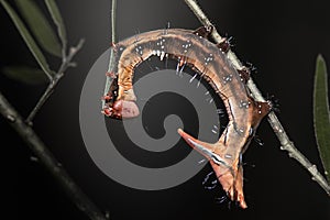 Wattle Notodontidae Moth Caterpillar photo