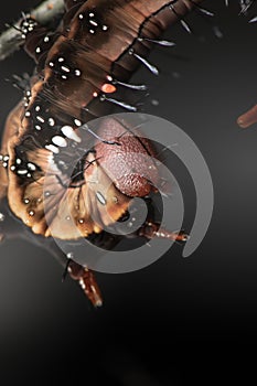 Wattle Notodontidae Moth Caterpillar photo