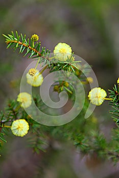 Wattle Seedling Acacia Decurrens