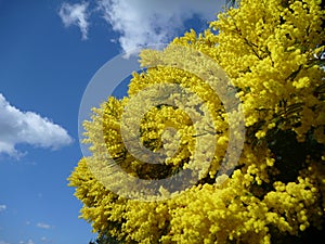 Wattle tree in brilliant yellow blossum