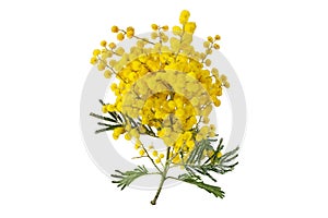 Wattle tree or mimosa yellow flowers isolated on white