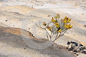 Wattle tree pushing through rocks