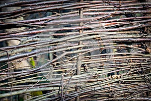 Wattle wooden fence