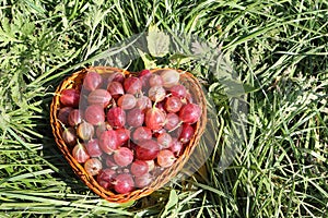 Wattled basket with a gooseberry on a grass in a garden