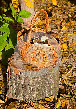 Wattled basket with mushrooms