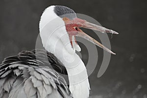 Wattled crane photo