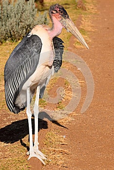 Wattled Crane