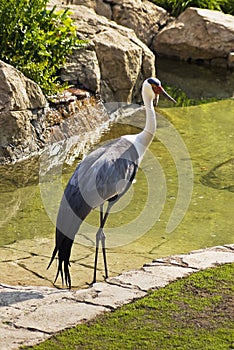 Wattled Crane photo
