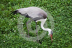 Wattled crane Bugeranus carunculatus.