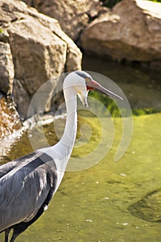 Wattled Crane - Head Shot