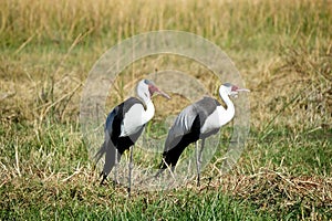 Wattled Crane