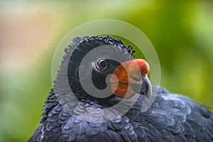 Wattled Curassow