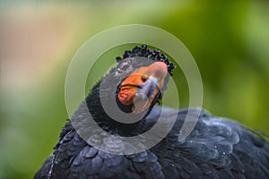 Wattled Curassow photo