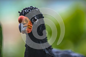 Wattled Curassow photo