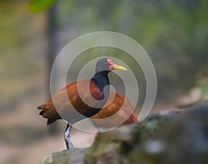 Wattled Jacana bird