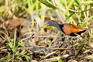 Wattled Jacana Hunting in Reeds photo