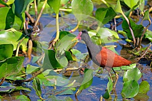 Wattled Jacana, Jacana Jacana, with water lillies in the wetlands of the Pantanal, Corumba, Mato Grosso do Sul, Brazil
