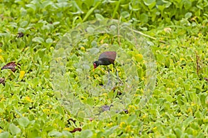 Wattled Jacana searching for food on a marsh