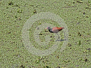 Wattled Jacana, wading bird