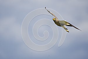 Wattled lapwing in flight