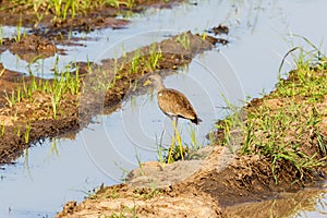 Wattled lapwing at a mudflats in a wetland