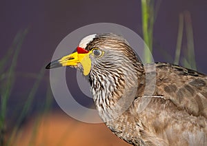 Wattled lapwing portrait, South Africa.