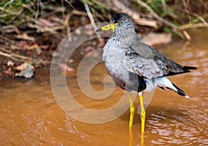 Wattled lapwing standing in a puddle.
